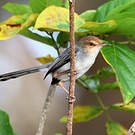 Prinia de São Tomé