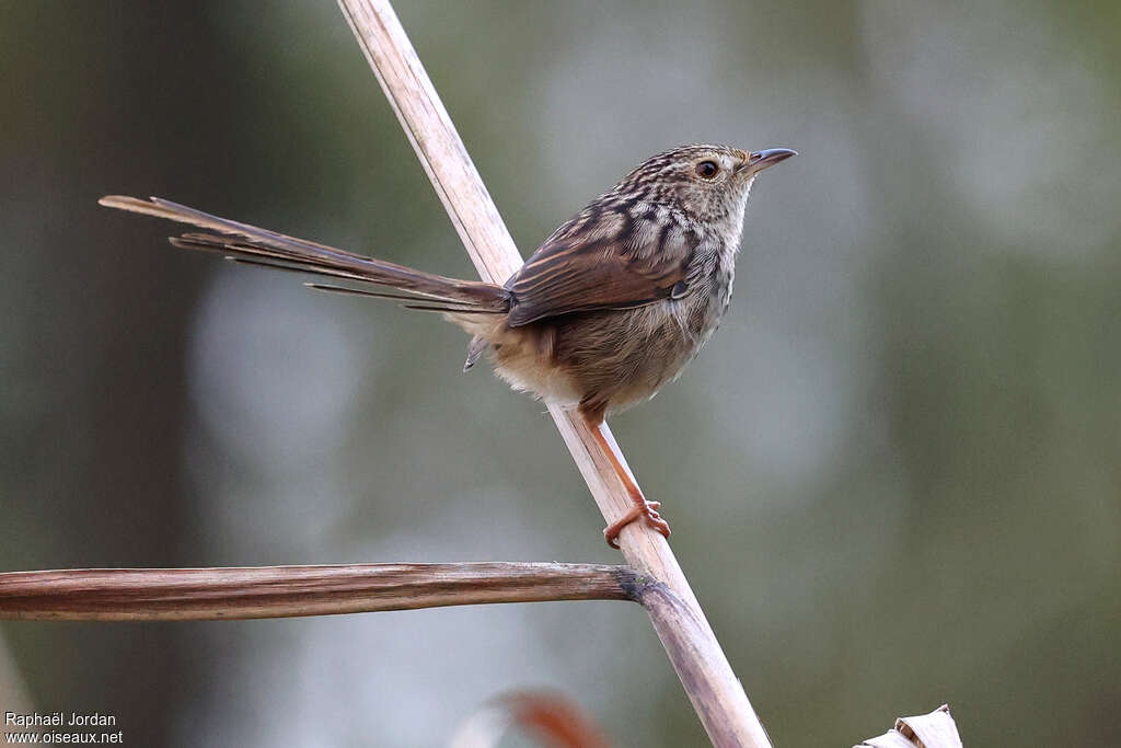 Striped Prinia