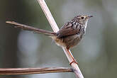 Prinia de Swinhoe