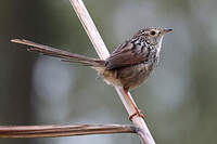 Prinia de Swinhoe