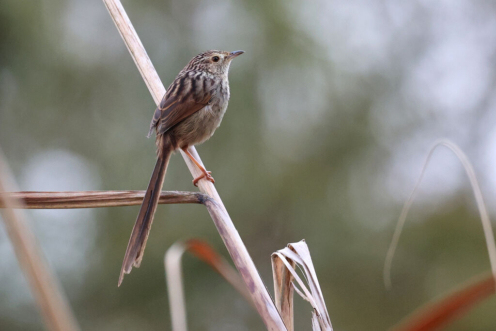 Prinia de Swinhoe