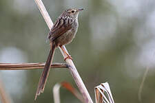 Prinia de Swinhoe