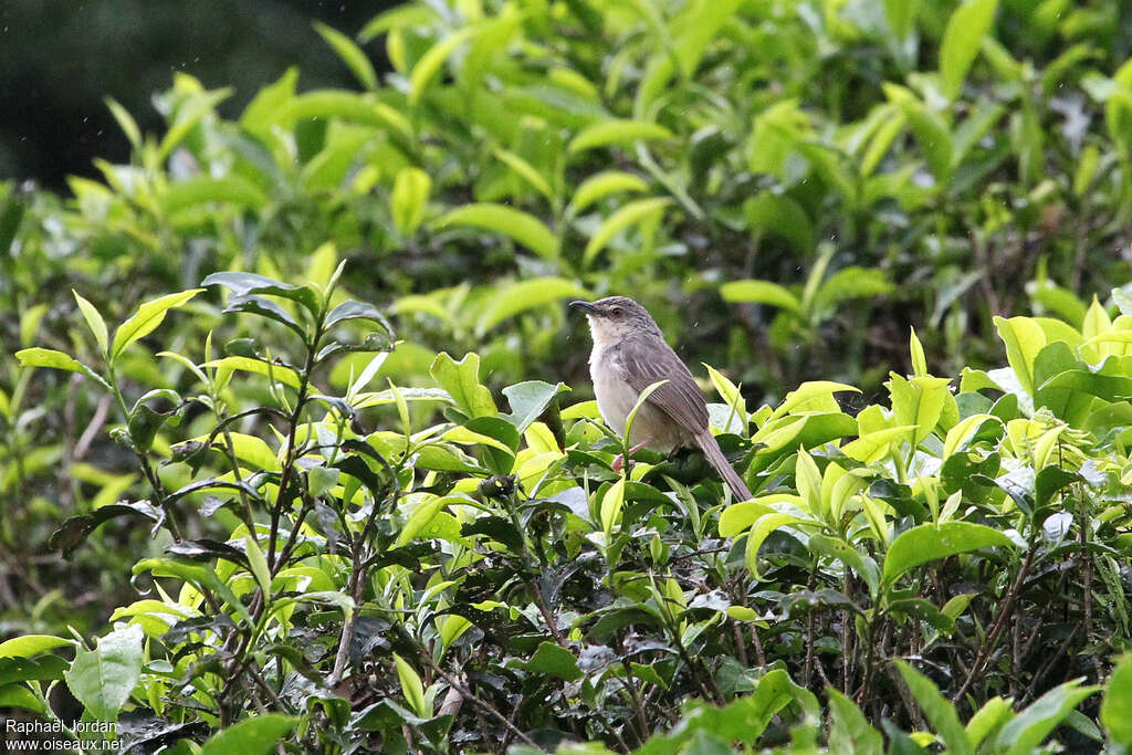 Prinia des montagnesadulte