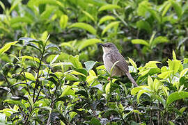 Prinia des montagnes