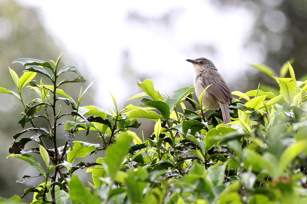 Prinia des montagnesadulte