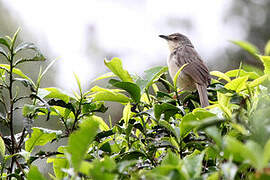 Prinia des montagnes