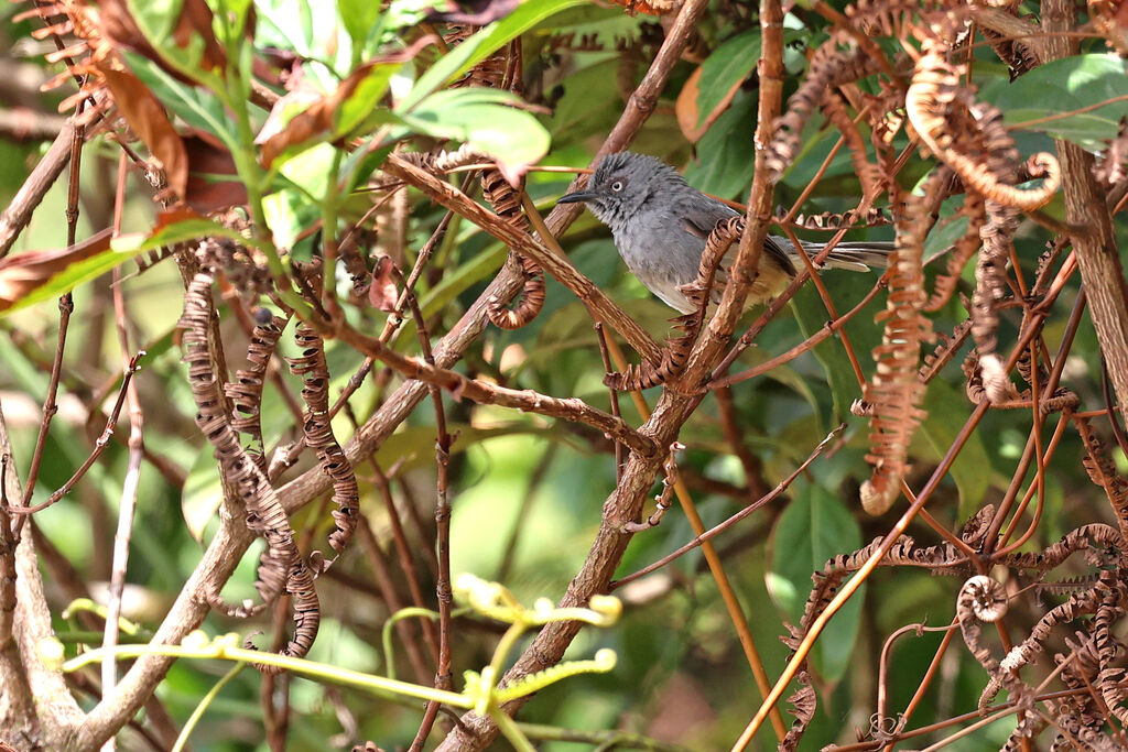 Sierra Leone Priniaadult
