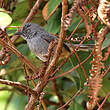 Prinia du Sierra Leone