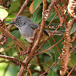 Prinia du Sierra Leone