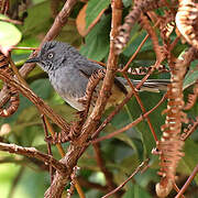 Sierra Leone Prinia