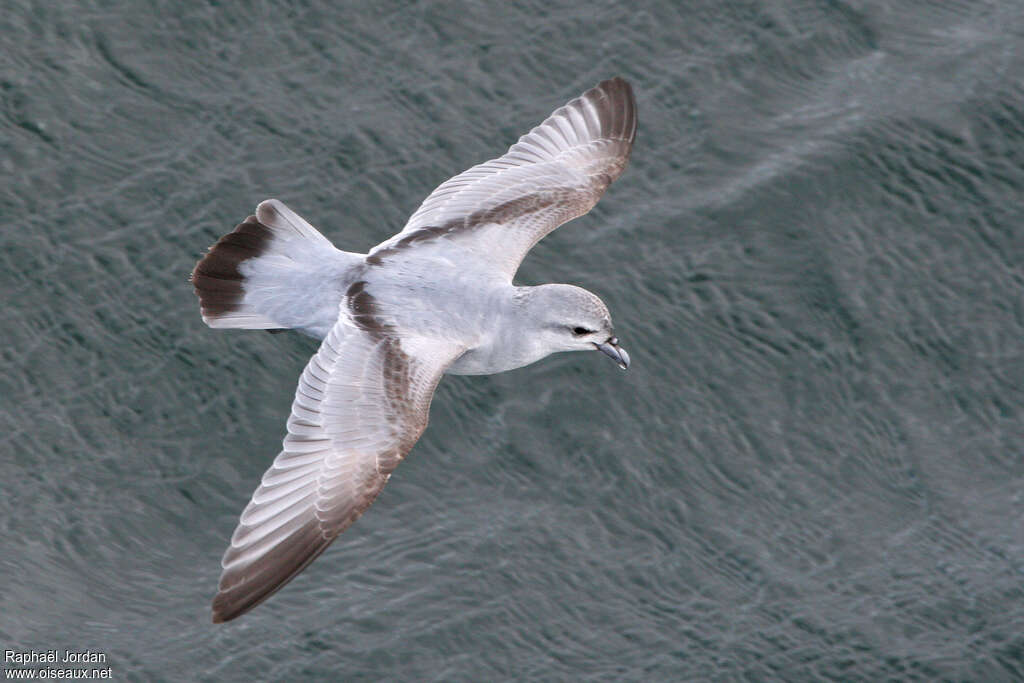 Fulmar Prion, identification