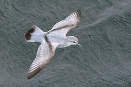 Fulmar Prion