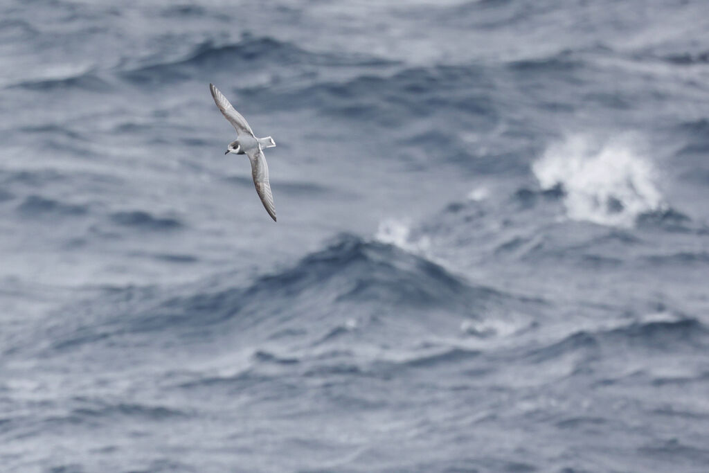 Blue Petrel