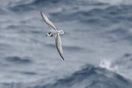 Blue Petrel