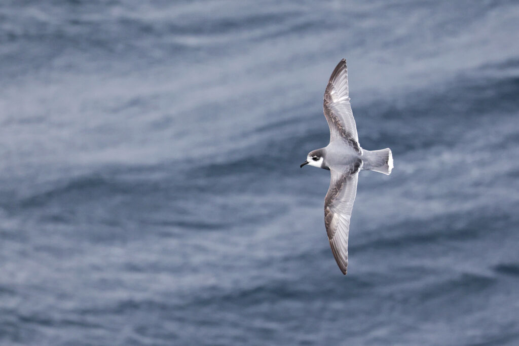 Blue Petrel