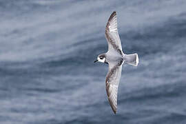 Blue Petrel