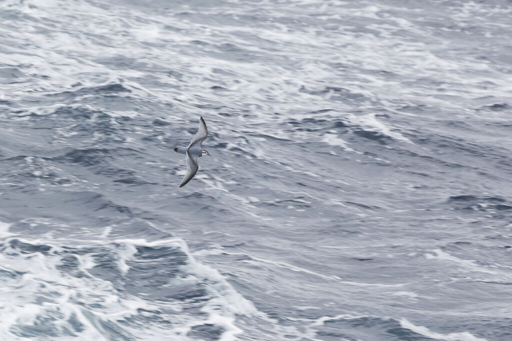 Slender-billed Prionadult