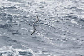 Slender-billed Prion