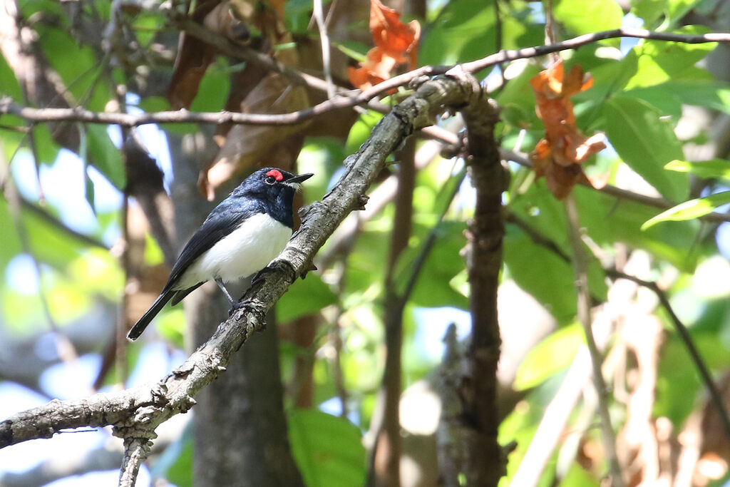 Black-throated Wattle-eye female adult