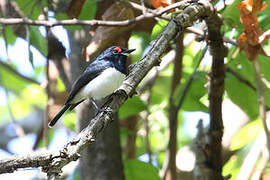 Black-throated Wattle-eye