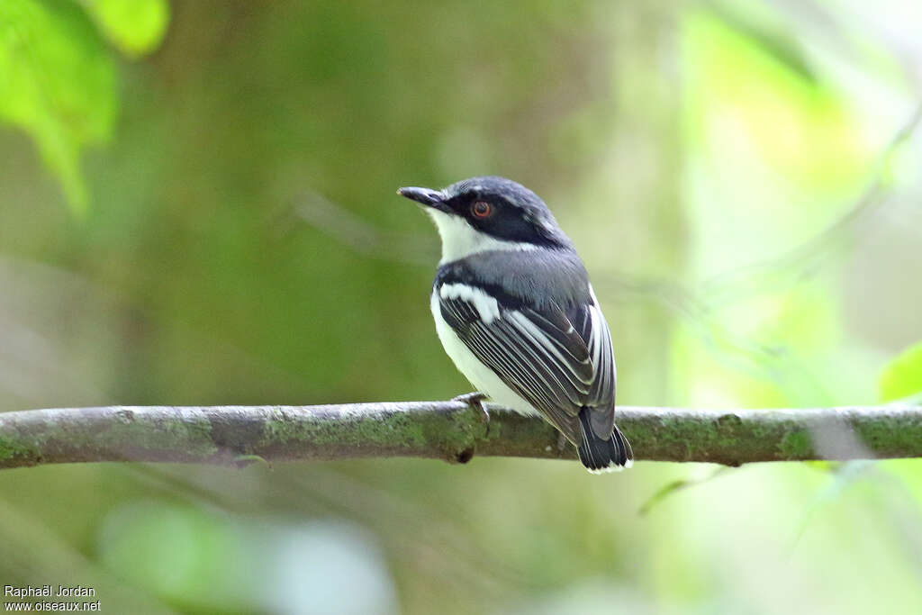 Forest Batis male adult, identification