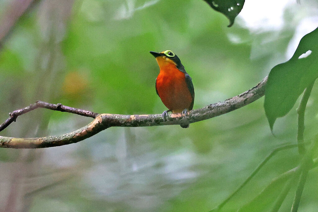 Yellow-bellied Wattle-eye male adult