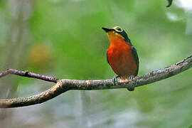 Yellow-bellied Wattle-eye