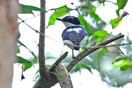 Chestnut Wattle-eye