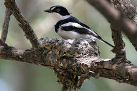 Western Black-headed Batis