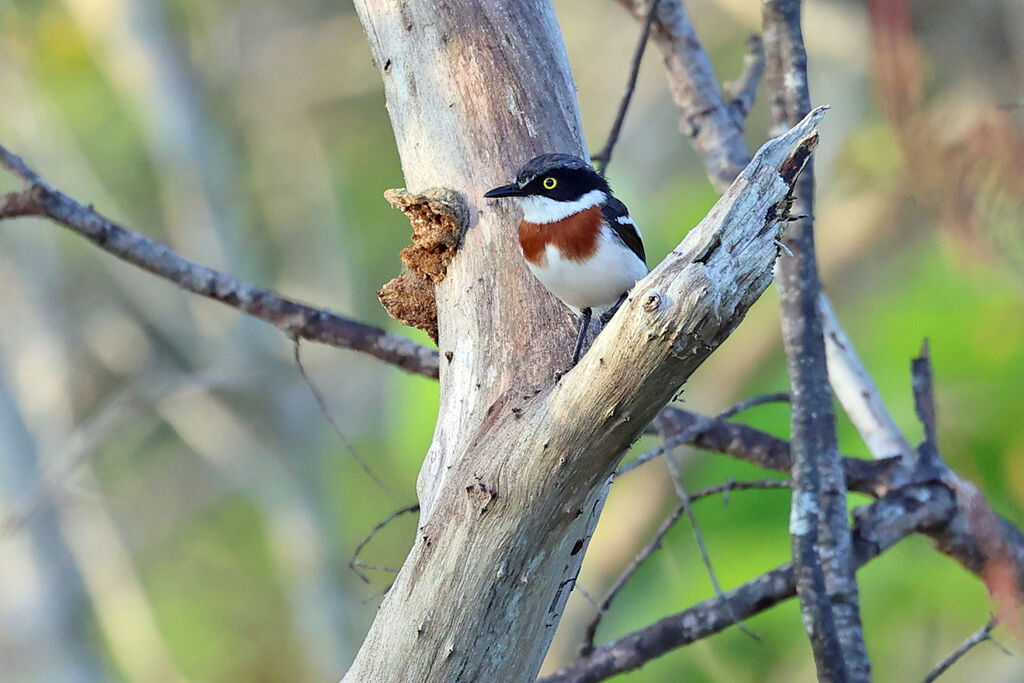 Angola Batis female