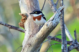 Angola Batis