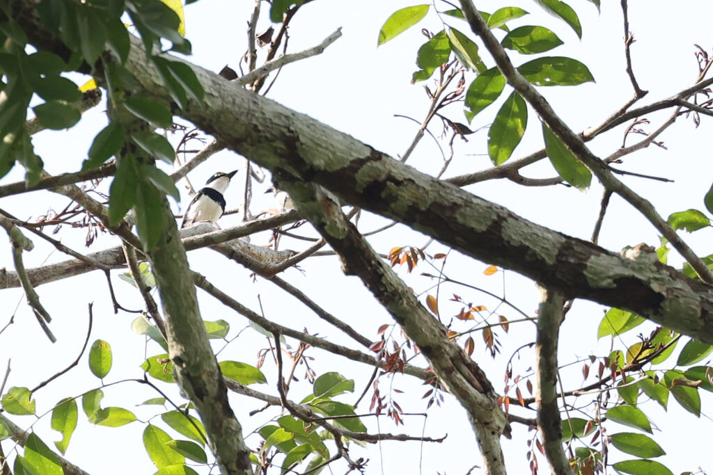 West African Batis male adult