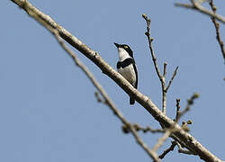 West African Batis