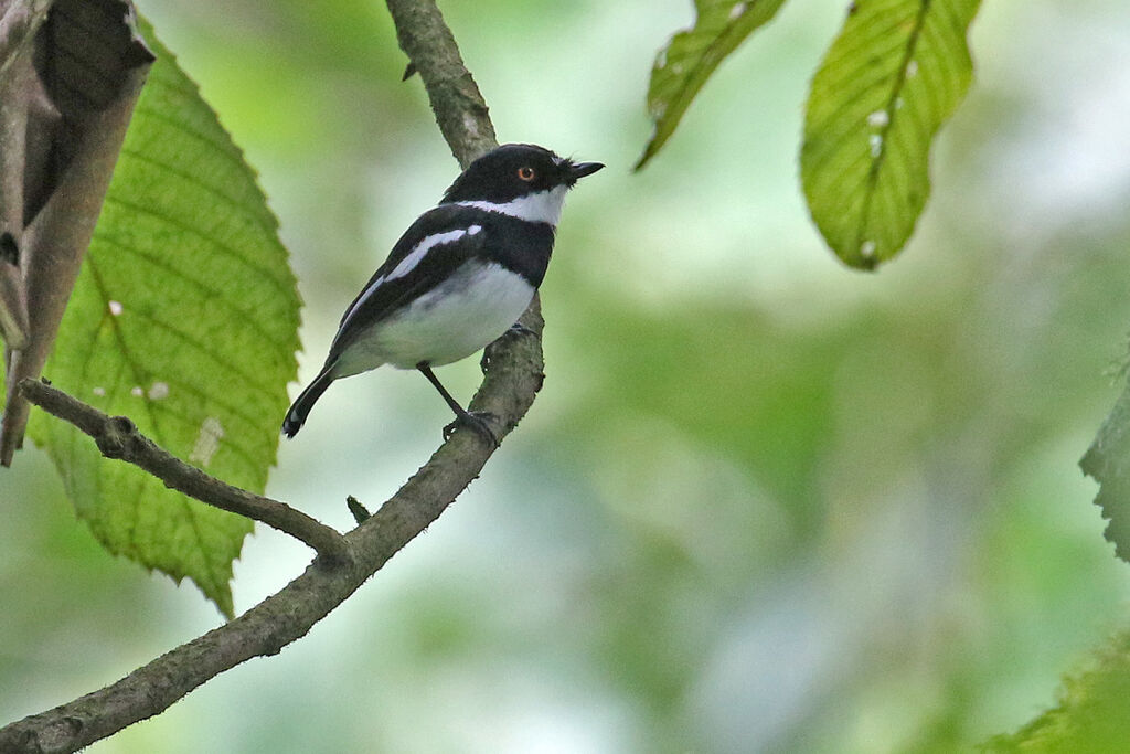 Rwenzori Batisadult