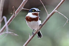 Chinspot Batis