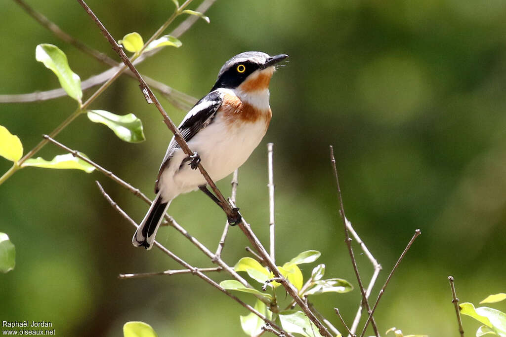 Pale Batis female adult, identification