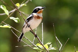 Pale Batis