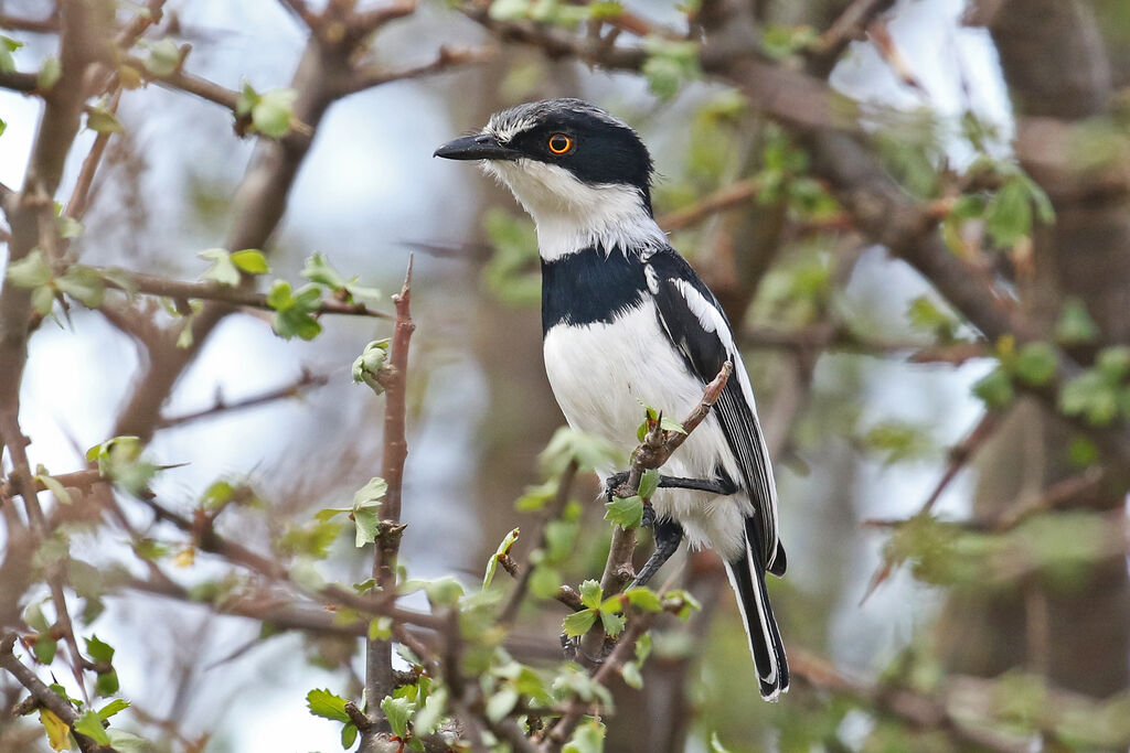 Pygmy Batis male adult breeding