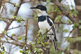 Pygmy Batis