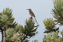 Gurney's Sugarbird