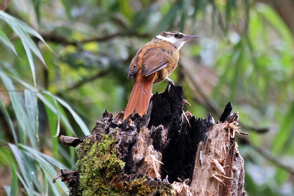 Pseudocolapte de Boissonneau