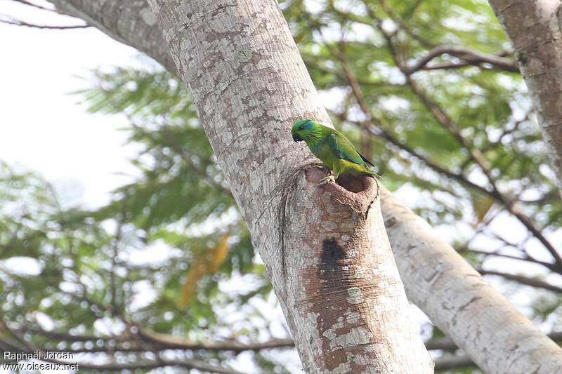 Salvadori's Fig Parrot female adult breeding, identification, Reproduction-nesting