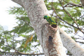 Salvadori's Fig Parrot