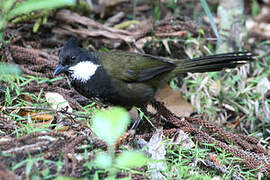 Eastern Whipbird