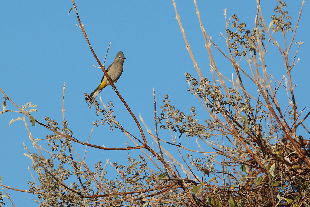 Grey Silky-flycatcher