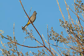 Grey Silky-flycatcher