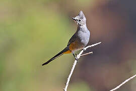 Grey Silky-flycatcher