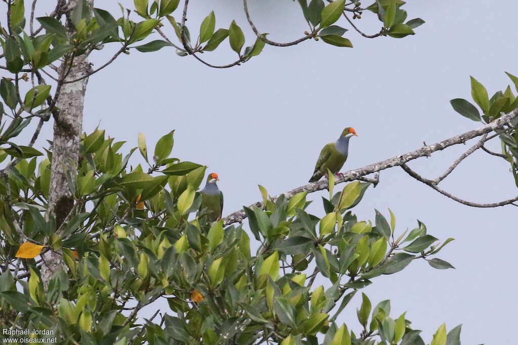 Orange-fronted Fruit Doveadult, habitat