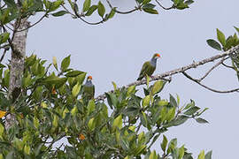 Orange-fronted Fruit Dove