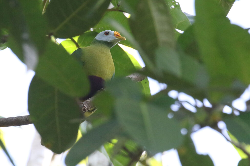 Carunculated Fruit Doveadult